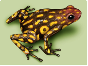 001 Harlequin Poison Dart Frog "Quebrada La Rusia"