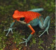 002 Granulated Poison Dart Frog