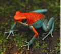 002 Granulated Poison Dart Frog