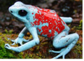 003 Harlequin Poison Dart Frog "Koi"