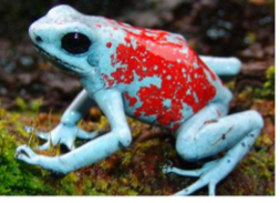 003 Harlequin Poison Dart Frog "Koi"
