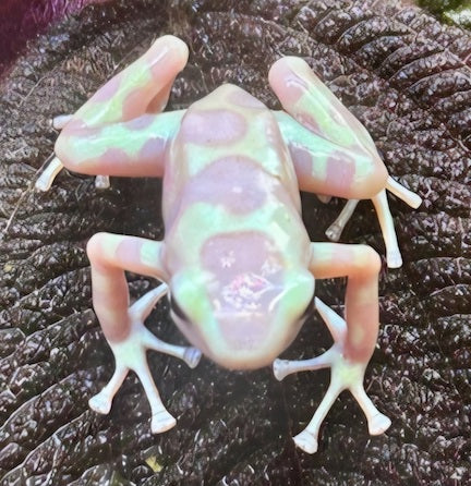 004 Albino Green and Black Dart Frog