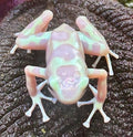 004 Albino Green and Black Dart Frog