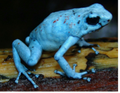 005 Harlequin Dart Frog "Blue"