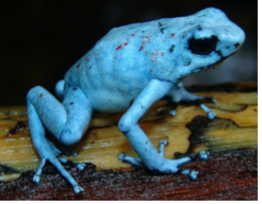 005 Harlequin Dart Frog "Blue"