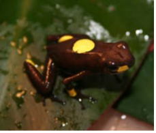 006 Harlequin Dart Frog "Bullseye"