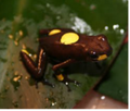 006 Harlequin Dart Frog "Bullseye"