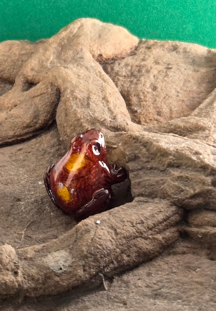 006 Harlequin Dart Frog "Bullseye"