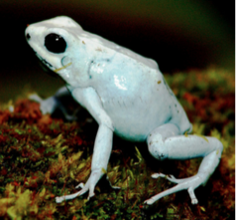 007 Harlequin Dart Frog "El Pangan"