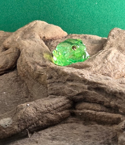 008 Northern Glass Frog