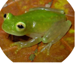 008 Northern Glass Frog