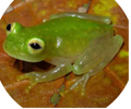 008 Northern Glass Frog