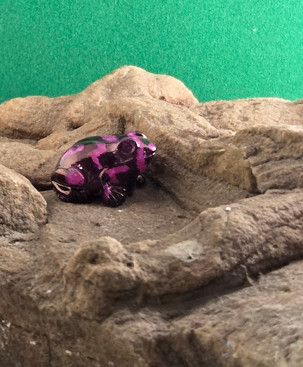 009 Purple Harlequin Toad