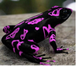 009 Purple Harlequin Toad