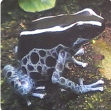 011 White and Black Poison Dart Frog