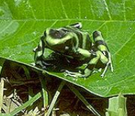 012 Green and Black Dart Frog