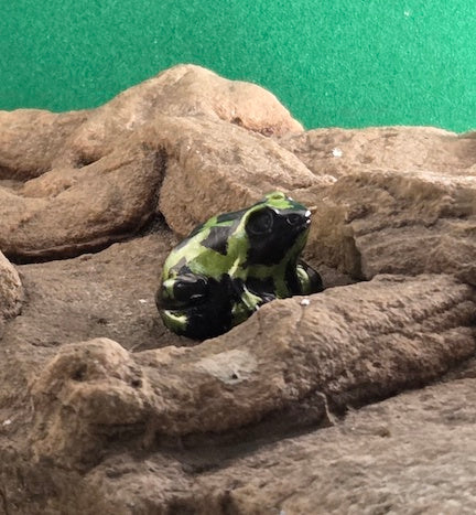 012 Green and Black Dart Frog