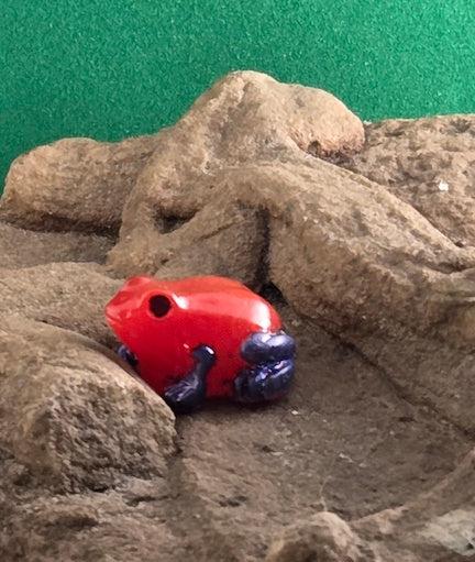 013 Strawberry Dart Frog