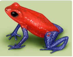 013 Strawberry Dart Frog