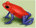 013 Strawberry Dart Frog