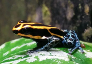 014 Ranitomeya Amazonica