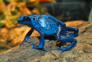 015 Blue Poison Dart Frog
