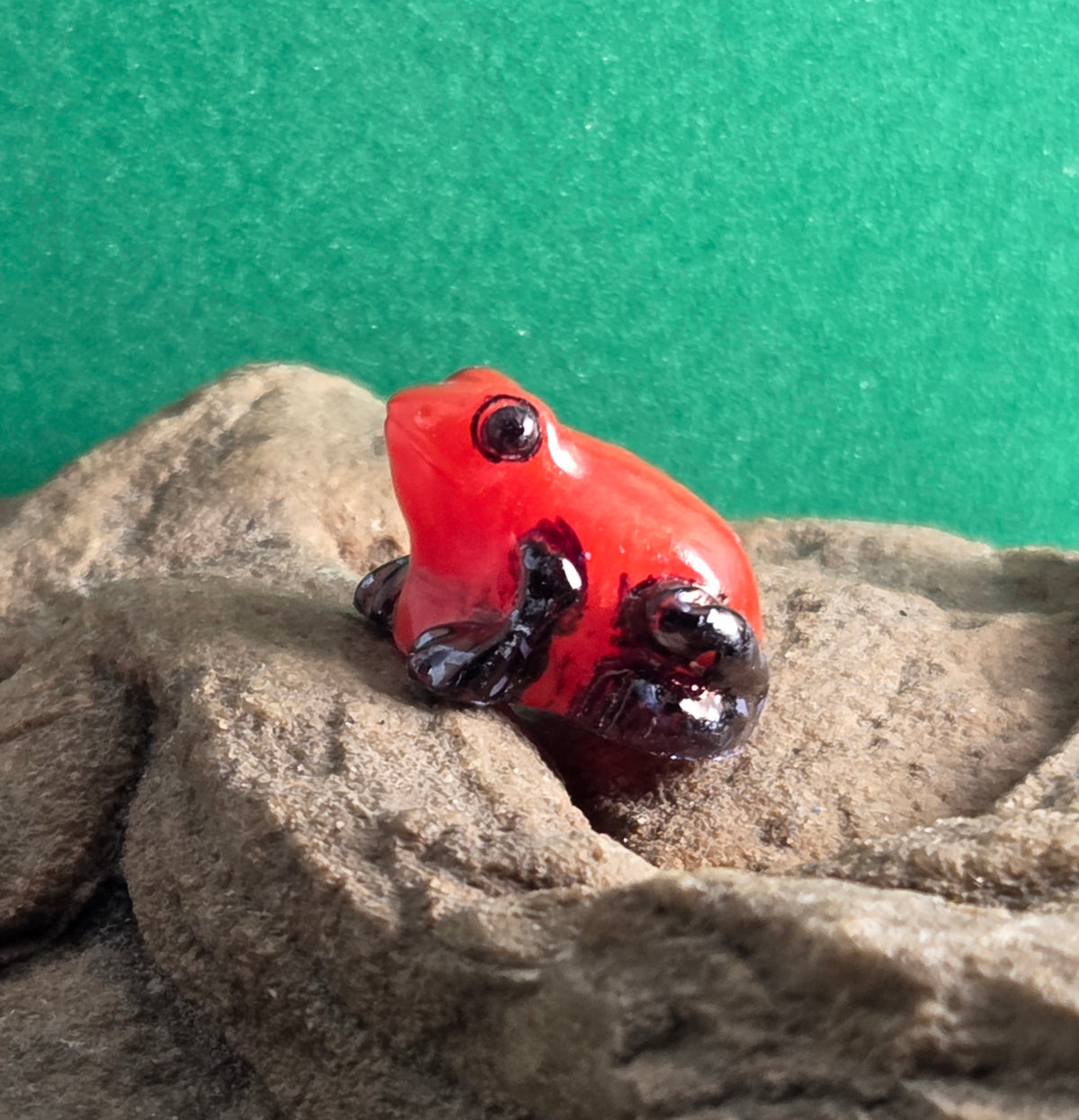 016 Red Backed Poison Frog