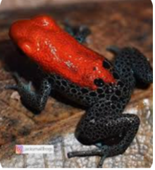 016 Red Backed Poison Frog