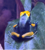 017 Phyllobates Tintorius