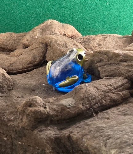 017 Phyllobates Tintorius