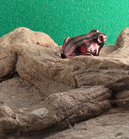 018 Harlequin Dart Frog "Quebrada Vicordo"