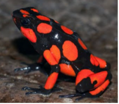 018A Harlequin Dart Frog “Quebrada Vicordo”