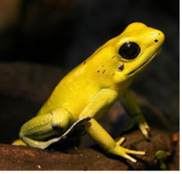 019A Golden Poison Dart Frog