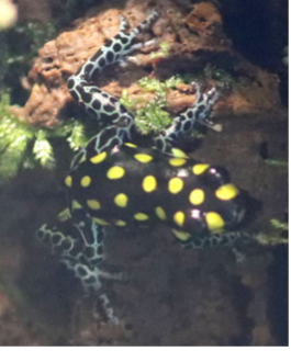 020A Spotted Poison Dart Frog