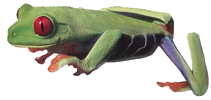 021 Red Eyed Tree Frog