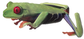 021 Red Eyed Tree Frog