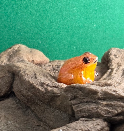 022 Geminis Dart Frog