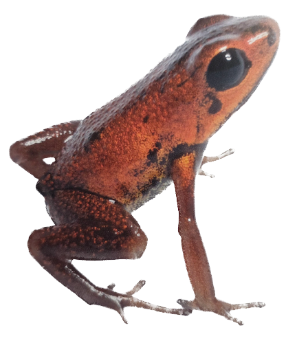 022 Geminis Dart Frog