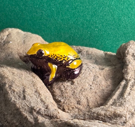 023 Black-Legged Poison Frog