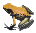 023 Black-Legged Poison Frog