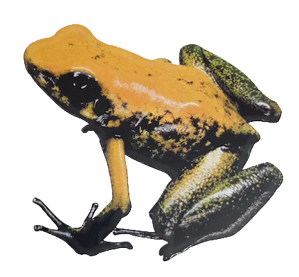 023 Black-Legged Poison Frog
