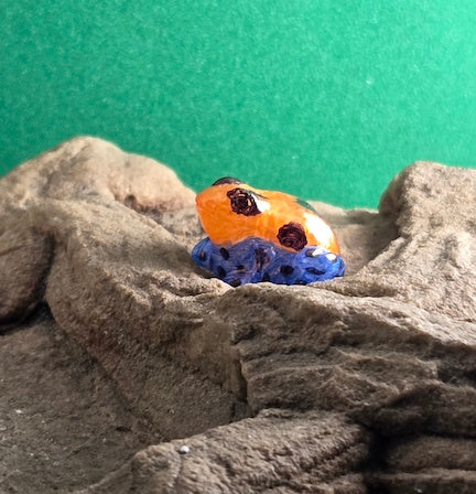 024 Imitating Poison Frog