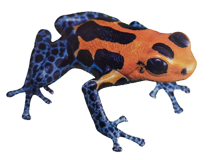 024 Imitating Poison Frog