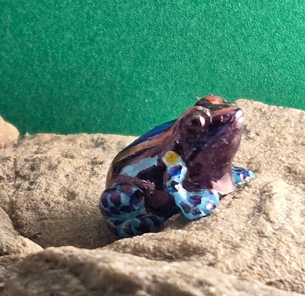 025 Sky Blue Poison Dart Frog