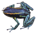025 Sky Blue Poison Dart Frog
