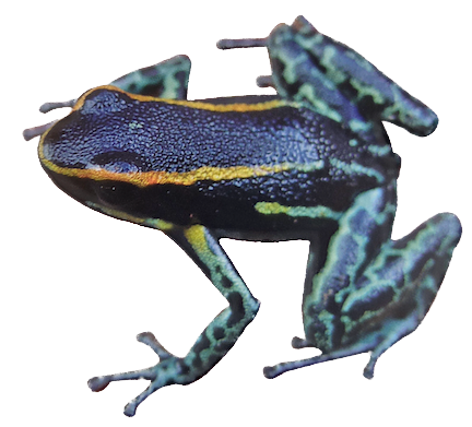 025 Sky Blue Poison Dart Frog
