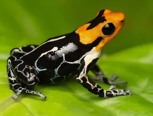 026 Fantastic Poison Frog
