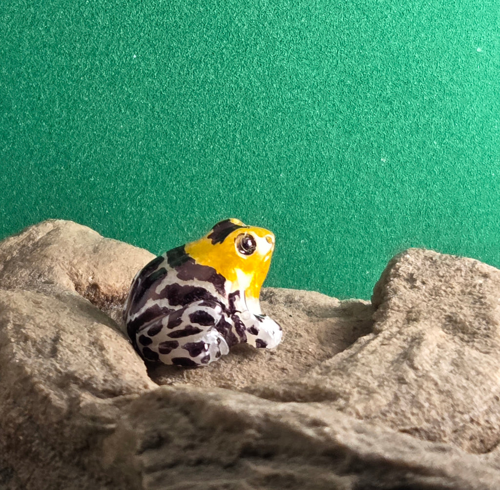 026 Fantastic Poison Frog