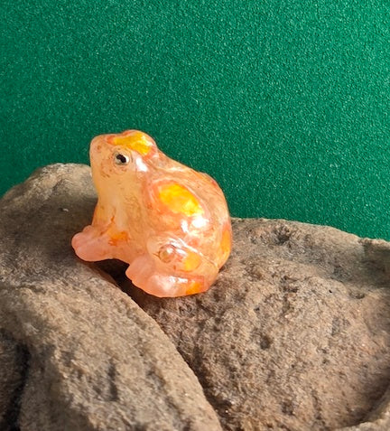 027 Sarayacu Tree Frog