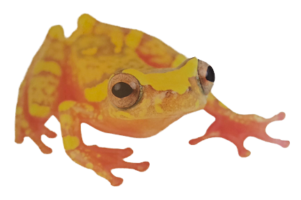 027 Sarayacu Tree Frog
